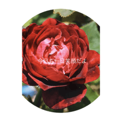 Roses Healing langage