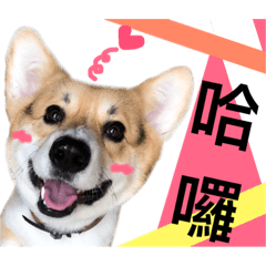 Tiantian x Corgi