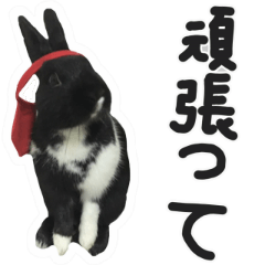 A black rabbit is ore.Japanese version.