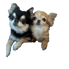 Cute Cute Black&tan and Red chiwhawhas
