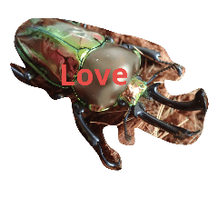 色澤金黃 雄鹿甲蟲