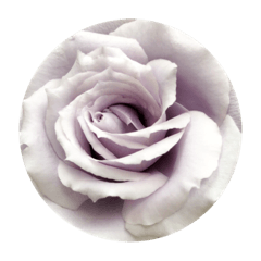 my sweet flowers