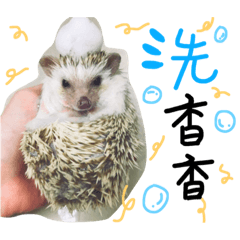 hedgehog daily life 2