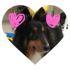 shelty's stecker6