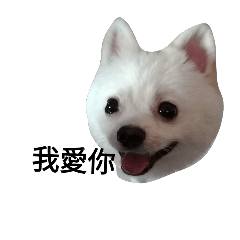 Cute  Cute puppy