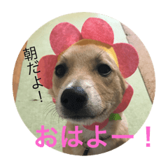 雑種犬 つむぎ メイ Line スタンプ Line Store