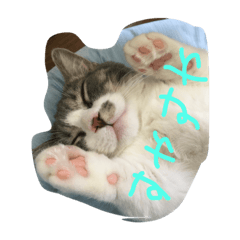 nyanko_kuuuu