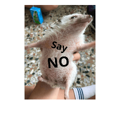 Small Hedgehog^_^