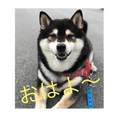 shiba-inu yamato