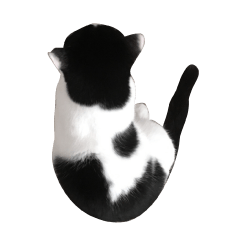 Black and white cat Sticker