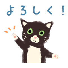 Socks cat of Ku-chan
