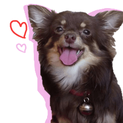 mujakina inu