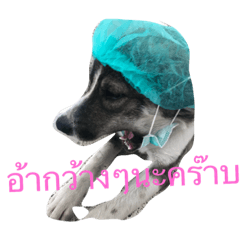 tongpoon11