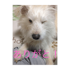 The idol of our house Momo