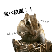 Chipmunk Love
