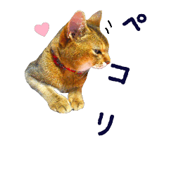 My cute and happy pet