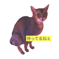 animals...!!?