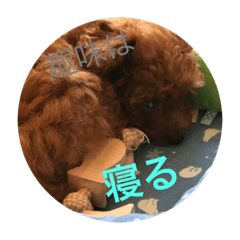 toy poodle   cookie