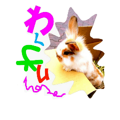 rabbit ruru