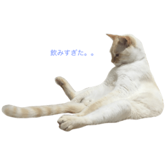 Shaun(cat)