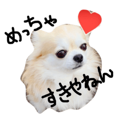 chiwawa talto