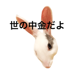 rabbit real talk