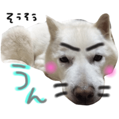 北海道犬の凜ちゃん♡ 6