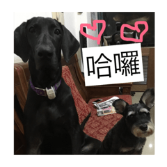 高山犬總裁的日常