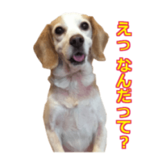 Lemonbeagle Sticker-2