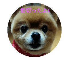 Mood of the Pom 3
