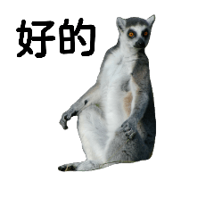 Blunt Ring-tailed Lemur(Chinese words)