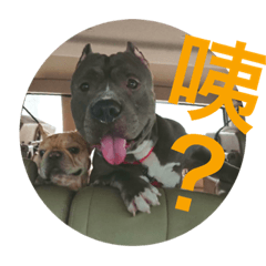 薑狗與Pi仔生活日記