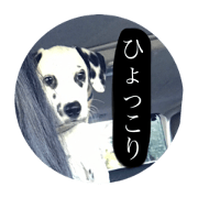 dalmatianWILL 1