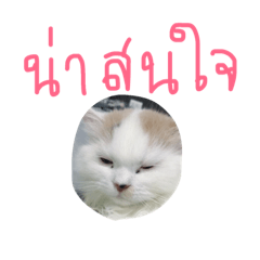 Ariel the Maow