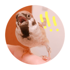 小啾