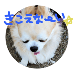 chiwawa tork