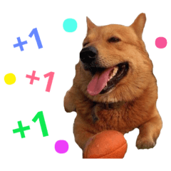 短腿黃的生活日記