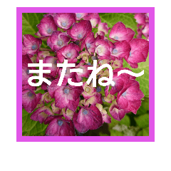 読みやすい大きな文字、花の写真 挨拶