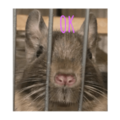 Degu named Takashi.