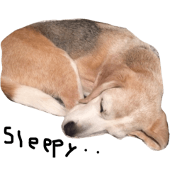 sleepy beagle