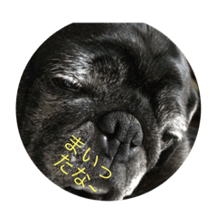 hyuga pug 2