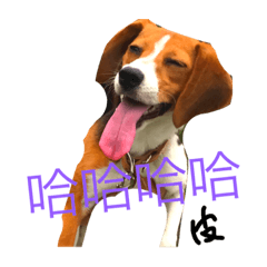 自己的狗食自己賺