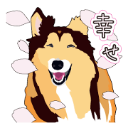 Vibrant Sheltie vol.3