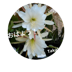flower2 Takako