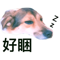 LuLu_AGL
