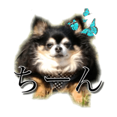 uchinotaisho