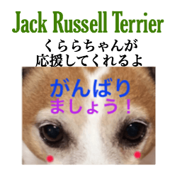 Jack Rassell Terrier named Clara is here