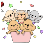 fluffy toy poodle with yorkie