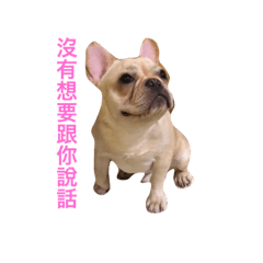 阿錢不營養對話