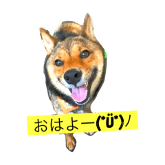 Shibainu@Hachi
